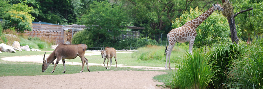 parc zoologique de Lyon